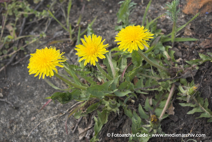 Gewöhnliche Löwenzahn (Taraxacum sect. Ruderalia) mit gelben Blüten
1.  4. 2007. Berlin. Flora. Pflanzen. Wildpflanzen. Sektion Gewöhnliche Wiesen-Löwenzähne (Taraxacum sect. Ruderalia). Korbblütengewächse (Asteraceae).
Schlüsselwörter: Blüte;Flora;Frühling;Gewöhnliche Löwenzahn;Löwenzahn;Pflanzen;plants;Pusteblume;Taraxacum sect. Ruderalia
