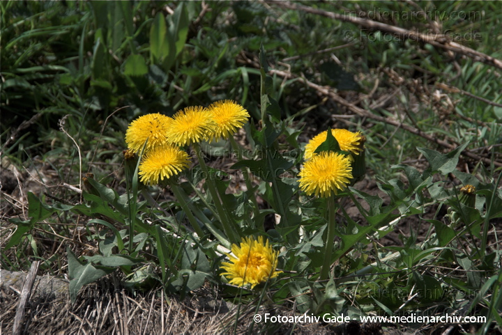 Gewöhnliche Löwenzahn (Taraxacum sect. Ruderalia) mit gelben Blüten
13.  4. 2009. Berlin. Berlin-Mitte. Wedding. Flora Pflanzen. Gelbe Blüten. Löwenzahn (Taraxacum) Korbblütler (Asteraceae)
Schlüsselwörter: 2009;Flora;Gewöhnliche Löwenzahn;Korbblütler;Löwenzahn;Pflanzen;plants;Taraxacum;Taraxacum sect. Ruderalia