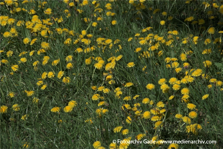 Gewöhnliche Löwenzahn (Taraxacum sect. Ruderalia) mit gelben Blüten
26.  4. 2009. Berlin. Berlin-Mitte. Wedding. Flora Pflanzen. Gelbe Blüten. Löwenzahn (Taraxacum) Korbblütler (Asteraceae)
Schlüsselwörter: 2009;Flora;Gewöhnliche Löwenzahn;Korbblütler;Löwenzahn;Pflanzen;plants;Taraxacum;Taraxacum sect. Ruderalia