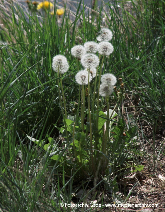 Gewöhnlicher Löwenzahn (Taraxacum sect. Ruderalia)
1.  5. 2009. Berlin. Berlin-Mitte. Wedding. Am Nordufer. Flora Pflanzen. Gelbe Blüten. Löwenzahn (Taraxacum) Korbblütler (Asteraceae). Pusteblume
Schlüsselwörter: 2009;Flora;Gewöhnliche Löwenzahn;Korbblütler;Löwenzahn;Pflanzen;plants;Taraxacum;Taraxacum sect. Ruderalia