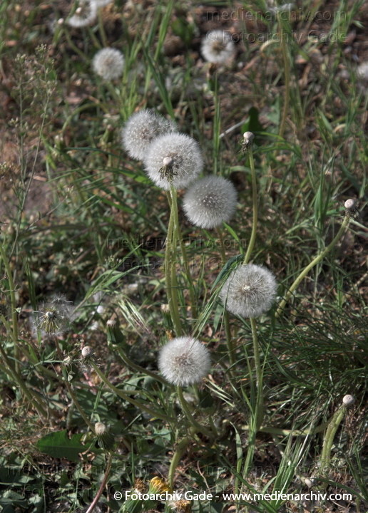 Gewöhnlicher Löwenzahn (Taraxacum sect. Ruderalia)
1.  5. 2009. Berlin. Berlin-Mitte. Wedding. Am Nordufer. Flora Pflanzen. Gelbe Blüten. Löwenzahn (Taraxacum) Korbblütler (Asteraceae). Pusteblume
Schlüsselwörter: 2009;Flora;Gewöhnliche Löwenzahn;Korbblütler;Löwenzahn;Pflanzen;plants;Taraxacum;Taraxacum sect. Ruderalia