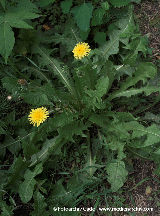 Löwenzahn (Taraxacum)
31.  5. 2009. Berlin. Berlin-Mitte. Wedding (Nordufer und Rehberge) Flora. Pflanzen. Blüten. Löwenzahn (Taraxacum)
Schlüsselwörter: 2009;Berlin;Blüte;Flora;Löwenzahn;Natur;Pflanzen;plants;Taraxacum