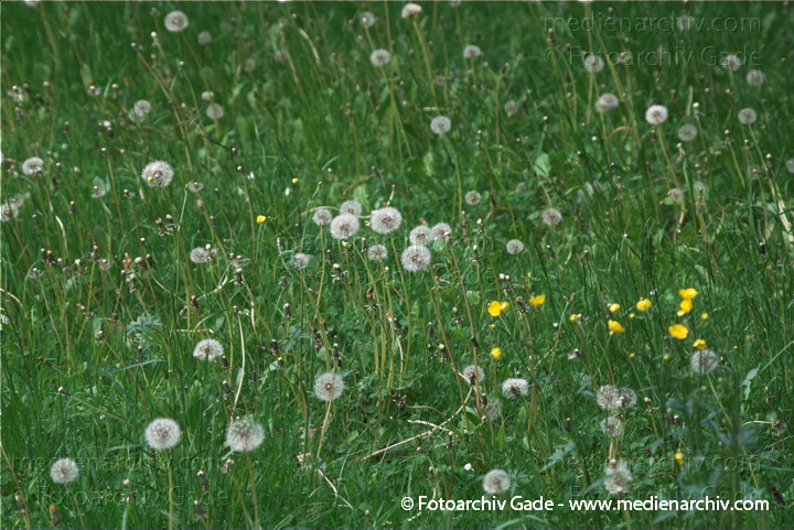 Gewöhnlicher Löwenzahn (Taraxacum sect. Ruderalia)
22.  5. 2010. Berlin. Flora. Pflanzen. Gewöhnlicher Löwenzahn (Taraxacum sect. Ruderalia) Pusteblume
Schlüsselwörter: 2010;Berlin;Flora;Gewöhnliche Löwenzahn;Loewenzahn;Löwenzahn;Park;Pflanzen;plants;Pusteblume;Rehberge;Taraxacum sect. Ruderalia;Wedding