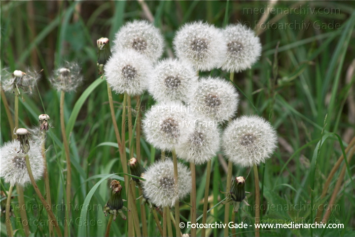 Gewöhnlicher Löwenzahn (Taraxacum sect. Ruderalia)
23.  5. 2010. Brandenburg. Linum. Gewöhnlicher Löwenzahn (Taraxacum sect. Ruderalia) Pusteblume
Schlüsselwörter: 2010;Brandenburg;Flora;Gewöhnliche Löwenzahn;Linum;Loewenzahn;Löwenzahn;Pflanzen;plants;Pusteblume;Taraxacum sect. Ruderalia