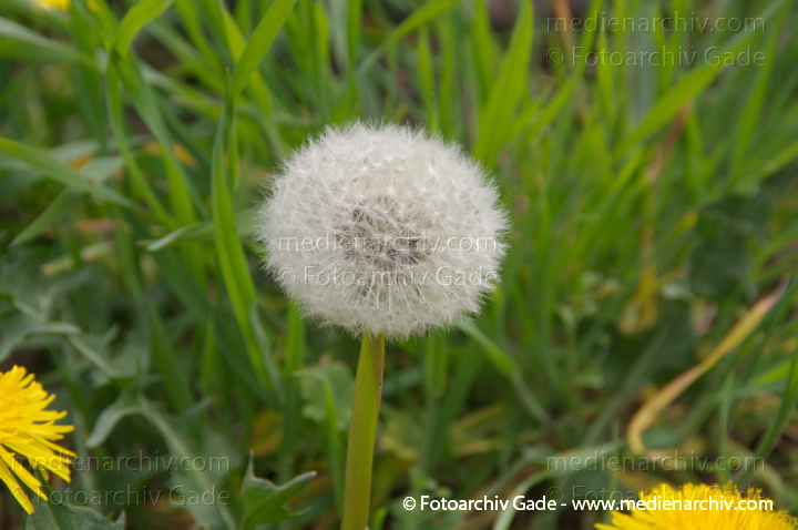 Gewöhnliche Löwenzahn (Taraxacum sect. Ruderalia)
4. 4. 2014. Berlin. Flora. Pflanzen. Gewöhnliche Löwenzahn (Taraxacum sect. Ruderalia)
Schlüsselwörter: 2014;Berlin;Flora;Germany;Gewöhnliche Löwenzahn;Löwenzahn;Pflanzen;Taraxacum sect. Ruderalia