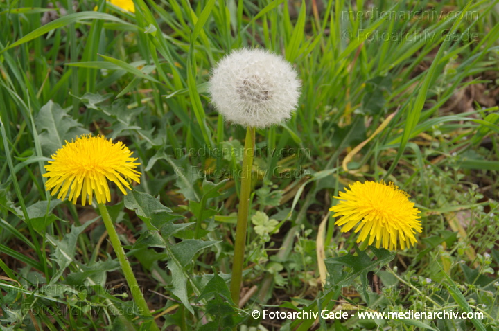 Gewöhnliche Löwenzahn (Taraxacum sect. Ruderalia)
4. 4. 2014. Berlin. Flora. Pflanzen. Gewöhnliche Löwenzahn (Taraxacum sect. Ruderalia)
Schlüsselwörter: 2014;Berlin;Flora;Germany;Gewöhnliche Löwenzahn;Löwenzahn;Pflanzen;Taraxacum sect. Ruderalia