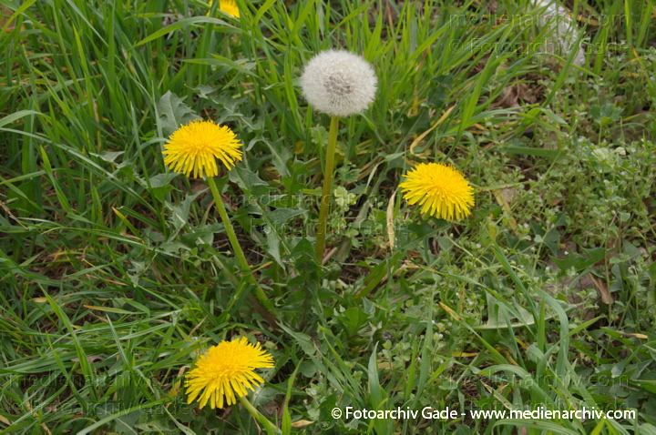 Gewöhnliche Löwenzahn (Taraxacum sect. Ruderalia)
4. 4. 2014. Berlin. Flora. Pflanzen. Gewöhnliche Löwenzahn (Taraxacum sect. Ruderalia)
Schlüsselwörter: 2014;Berlin;Flora;Germany;Gewöhnliche Löwenzahn;Löwenzahn;Pflanzen;Taraxacum sect. Ruderalia