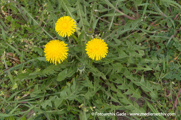 Gewöhnliche Löwenzahn (Taraxacum sect. Ruderalia)
4. 4. 2014. Berlin. Flora. Pflanzen. Gewöhnliche Löwenzahn (Taraxacum sect. Ruderalia)
Schlüsselwörter: 2014;Berlin;Flora;Germany;Gewöhnliche Löwenzahn;Löwenzahn;Pflanzen;Taraxacum sect. Ruderalia