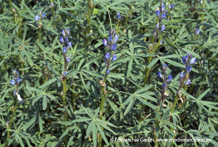 Blaue Lupine. Lupinus angustifolius
22.  6. 2007. Mecklenburg-Vorpommern. Carwitz. Flora. Pflanzen. Blüten. Blaue Lupine (Lupinus angustifolius).   Schmetterlingsblütler (Fabaceae). Blaue Blüten. Blüte: Juni.
Schlüsselwörter: 2007;Blüte;Carwitz;Flora;Mecklenburg-Vorpommern;Natur;Pflanzen;plants