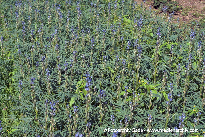 Blaue Lupine. Lupinus angustifolius
26.  6. 2007. Mecklenburg-Vorpommern. Carwitz. Flora. Pflanzen. Blüten. Blaue Lupine (Lupinus angustifolius).   Schmetterlingsblütler (Fabaceae). Blaue Blüten. Blüte: Juni.
Schlüsselwörter: 2007;Blüte;Carwitz;Flora;Mecklenburg-Vorpommern;Natur;Pflanzen;plants