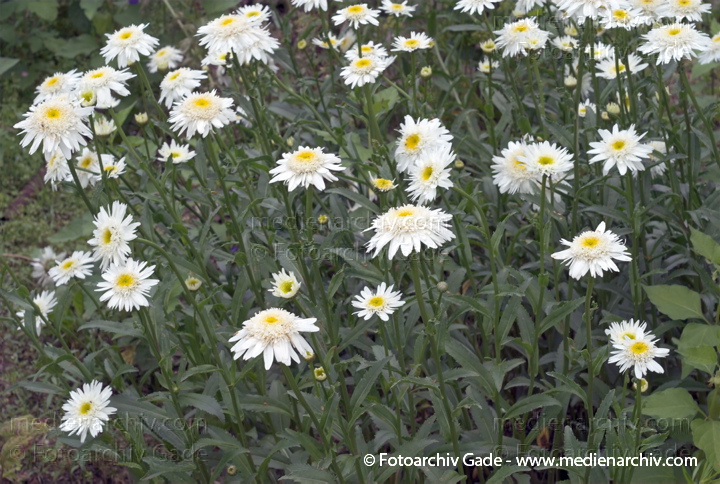Magerite. Leucanthemum spec.
22.  6. 2007. Mecklenburg-Vorpommern. Carwitz. Flora. Pflanzen. Blüten. Magerite (Leucanthemum spec.).   Korbblütler (Asteraceae).
Schlüsselwörter: 2007;Blüte;Carwitz;Flora;Mecklenburg-Vorpommern;Natur;Pflanzen;plants