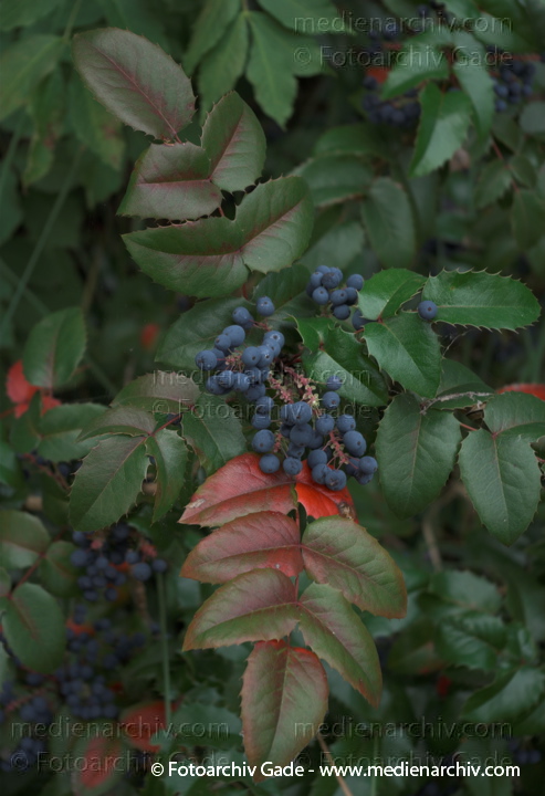 Mahonien (Mahonia)
2009.  Flora. Pflanzen. Mahonien (Mahonia)
Schlüsselwörter: 2009;Berlin;Flora;Mahonia;Mahonien;Natur;Pflanzen;plants;Wedding