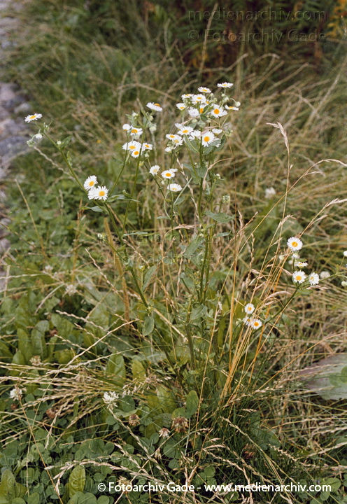 Korbblütengewächse. Gewöhnliche bzw. Weiße Wucherblume Margerite
Juni 2002.  Berlin. Flora Pflanzen. Korbblütengewächse. Gewöhnliche bzw. Weiße Wucherblume Margerite (leucanthemum vulgare Chrysanthemum leucanthemum).
Schlüsselwörter: 2002;Berlin;Flora;Gewöhnliche Wucherblume;KorbBlütegewächse;Leucanthemum vulgare;Natur;Pflanzen;plants;Weiße Wucherblume