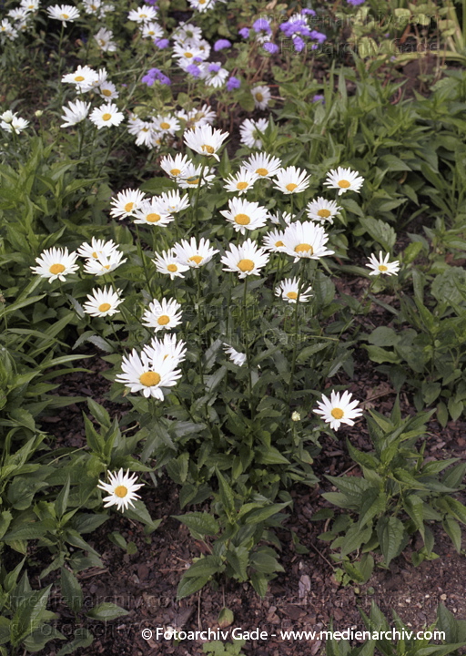 Korbblütengewächse. Gewöhnliche bzw. Weiße Wucherblume Margerite
Juni 2002.  Berlin. Flora Pflanzen. Korbblütengewächse. Gewöhnliche bzw. Weiße Wucherblume Margerite (leucanthemum vulgare Chrysanthemum leucanthemum).
Schlüsselwörter: 2002;Berlin;Blumen;Blüte;Flora;Gewöhnliche Wucherblume;Korbblütengewächse;Leucanthemum vulgare;Natur;Pflanzen;plants;Weiße Wucherblume