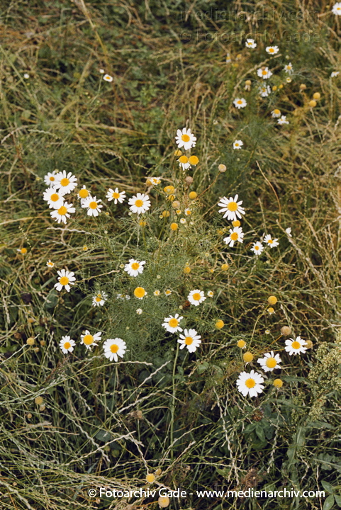 Korbblütengewächse. Gewöhnliche bzw. Weiße Wucherblume Margerite
Juni 2002.  Berlin. Flora Pflanzen. Korbblütengewächse. Gewöhnliche bzw. Weiße Wucherblume Margerite (leucanthemum vulgare Chrysanthemum leucanthemum).
Schlüsselwörter: 2000;Berlin;Blumen;Blüte;Flora;Gewöhnliche Wucherblume;Korbblütengewächse;Leucanthemum vulgare;Natur;Pflanzen;plants;Weiße Wucherblume