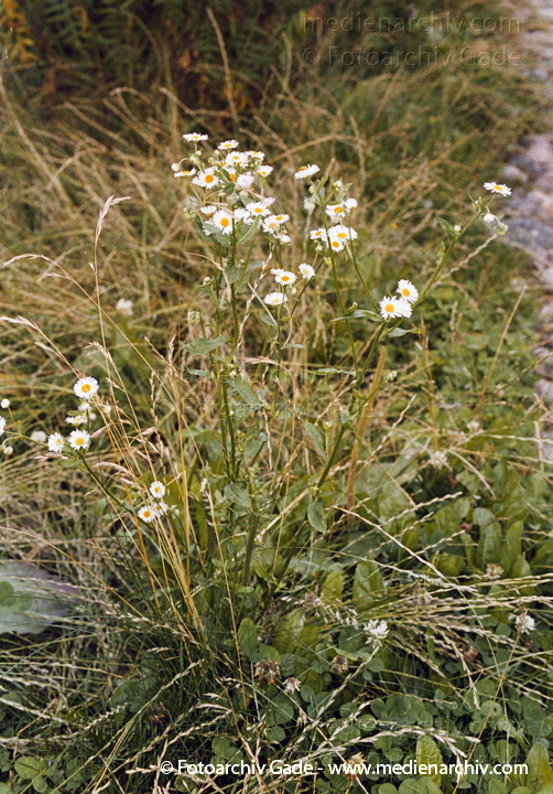 Korbblütengewächse. Gewöhnliche bzw. Weiße Wucherblume Margerite
Juni 2002.  Berlin. Flora Pflanzen. Korbblütengewächse. Gewöhnliche bzw. Weiße Wucherblume Margerite (leucanthemum vulgare Chrysanthemum leucanthemum).
Schlüsselwörter: 2002;Berlin;Blumen;Blüte;Flora;Gewöhnliche Wucherblume;Korbblütengewächse;Leucanthemum vulgare;Natur;Pflanzen;plants;Weiße Wucherblume