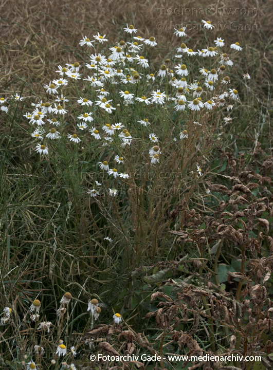 Magerwiesen-Margerite (Leucanthemum vulgare)
12.  7. 2009. Niedersachsen. Flora. Pflanzen. Feld. Magerwiesen-Margerite (Leucanthemum vulgare)
Schlüsselwörter: 2010;Feld;Flora;Leucanthemum vulgare;Magerwiesen-Margerite;Natur;Niedersachsen;Pflanzen;plants