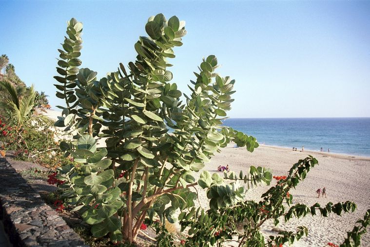 Mertensia simplicissima
November 2001.  Spanien. Kanarische Inseln. Fuerteventura. Flora. Pflanzen. Mertensia simplicissima
Schlüsselwörter: 2001;Flora;Fuerteventura;Kanarische Inseln;Meer;Mertensia simplicissima;Natur;Pflanzen;plants;spain;Spanien;Strand