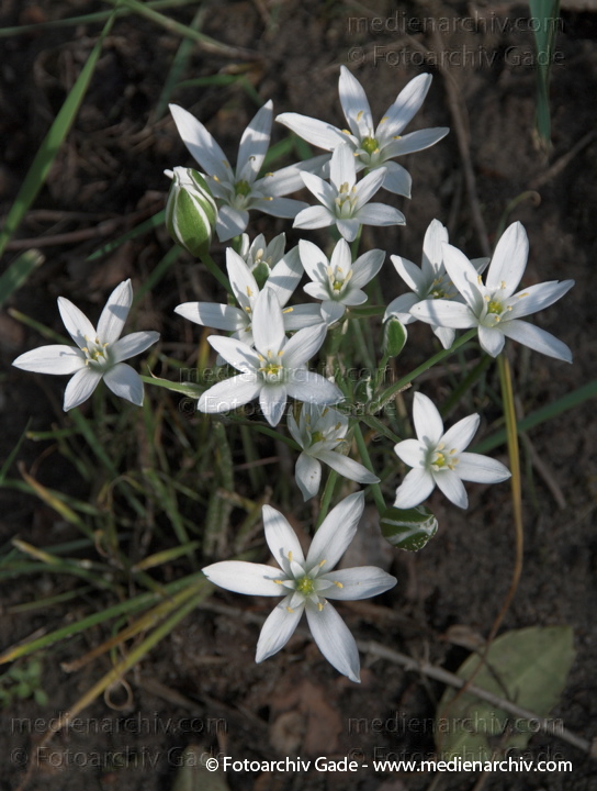 Weisse Blüten. Dolden-Milchstern. Ornithogalum umbellatum. Doldiger Milchstern
10.  5. 2009. Berlin. Flora Pflanzen. Weisse Blüten. Dolden-Milchstern (Ornithogalum umbellatum) Doldiger Milchstern. Hyazinthengewächs (Hyacinthaceae)
Schlüsselwörter: 2009;Berlin;Blüte;Dolden-Milchstern;Doldiger-Milchstern;Flora;Hyazinthengewächse;Natur;Ornithogalum umbellatum;Pflanzen;plants