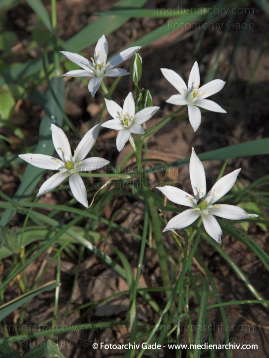 Weisse Blüten. Dolden-Milchstern. Ornithogalum umbellatum. Doldiger Milchstern
10.  5. 2009. Berlin. Flora Pflanzen. Weisse Blüten. Dolden-Milchstern (Ornithogalum umbellatum) Doldiger Milchstern. Hyazinthengewächs (Hyacinthaceae)
Schlüsselwörter: 2009;Berlin;Blüte;Dolden-Milchstern;Doldiger-Milchstern;Flora;Hyazinthengewächse;Natur;Ornithogalum umbellatum;Pflanzen;plants
