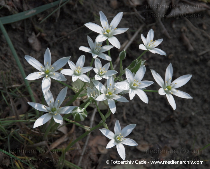 Weisse Blüten. Dolden-Milchstern. Ornithogalum umbellatum. Doldiger Milchstern
10.  5. 2009. Berlin. Flora Pflanzen. Weisse Blüten. Dolden-Milchstern (Ornithogalum umbellatum) Doldiger Milchstern. Hyazinthengewächs (Hyacinthaceae)
Schlüsselwörter: 2009;Berlin;Blüte;Dolden-Milchstern;Doldiger-Milchstern;Flora;Hyazinthengewächse;Natur;Ornithogalum umbellatum;Pflanzen;plants