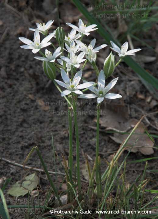 Weisse Blüten. Dolden-Milchstern. Ornithogalum umbellatum. Doldiger Milchstern
10.  5. 2009. Berlin. Flora Pflanzen. Weisse Blüten. Dolden-Milchstern (Ornithogalum umbellatum) Doldiger Milchstern. Hyazinthengewächs (Hyacinthaceae)
Schlüsselwörter: 2009;Berlin;Blüte;Dolden-Milchstern;Doldiger-Milchstern;Flora;Hyazinthengewächse;Natur;Ornithogalum umbellatum;Pflanzen;plants