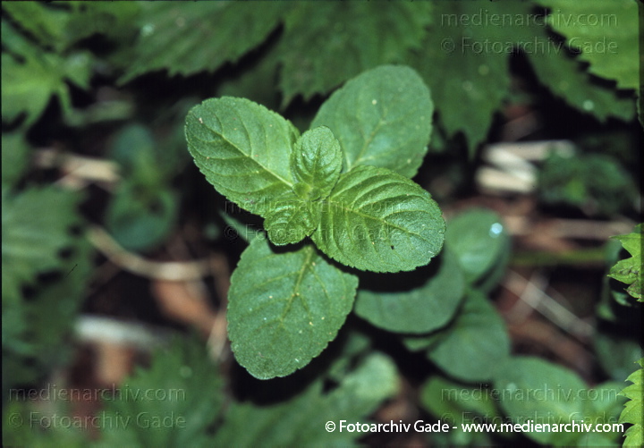 Pfefferminze (Mentha × piperita)
Juni 1999.   Flora. Pflanzen.  Pfefferminze (Mentha × piperita)
Schlüsselwörter: 1999;Flora;Mentha × piperita;Minze;Pfefferminze;Pflanzen;plants