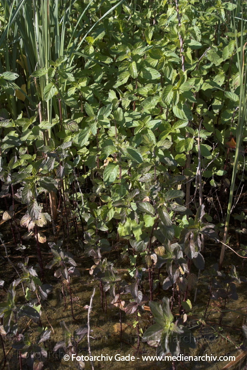 Minzen. Menths
23.  6. 2006. Mecklenburg-Vorpommern. Carwitz.  Flora. Pflanzen. Kreuter. Lippenblütler
Wasserminze   (Mentha aquatica)
Sumpfpflanze, Wurzel
Schlüsselwörter: 2006;Carwitz;Feldberger Seengebiet;Flora;Lamiaceae;Lippenblütler;Mecklenburg-Vorpommern;Mentha;Mentha aquatica;Mentha longifolia;Mentha x piperita;Minzen;Natur;Pfefferminze;Pflanzen;plants;Rossminze;Wasserminze