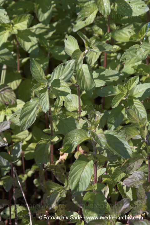 Minzen. Menths
23.  6. 2006. Mecklenburg-Vorpommern. Carwitz. Flora. Pflanzen. Kräuter. Lippenblütler
Rossminze  (Mentha longifolia)
Schlüsselwörter: 2006;Carwitz;Feldberger Seengebiet;Flora;Kräuter;Lamiaceae;Lippenblütler;Mecklenburg-Vorpommern;Mentha;Mentha longifolia;Minze;Minzen;Natur;Pflanzen;plants;Rossminze