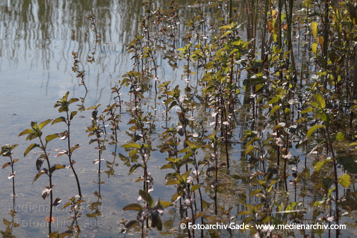 Minzen. Menths
23.  6. 2006. Mecklenburg-Vorpommern. Carwitz.  Flora. Pflanzen. Kreuter. Lippenblütler
Wasserminze   (Mentha aquatica)
Schlüsselwörter: 2006;Carwitz;Feldberger Seengebiet;Flora;Lamiaceae;Lippenblütler;Mecklenburg-Vorpommern;Mentha;Mentha aquatica;Mentha x piperita;Minzen;Natur;Pfefferminze;Pflanzen;plants;Wasserminze