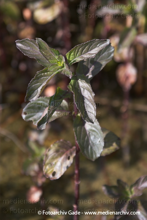 Minzen. Menths
23.  6. 2006. Mecklenburg-Vorpommern. Carwitz.  Flora. Pflanzen. Kreuter. Lippenblütler
Wasserminze   (Mentha aquatica)
Schlüsselwörter: 2006;Carwitz;Feldberger Seengebiet;Flora;Lamiaceae;Lippenblütler;Mecklenburg-Vorpommern;Mentha;Mentha aquatica;Mentha x piperita;Minzen;Natur;Pfefferminze;Pflanzen;plants;Wasserminze