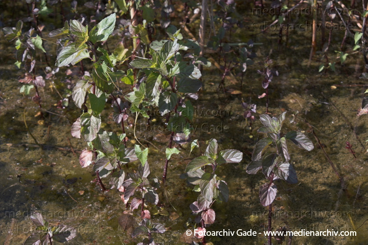 Minzen. Menths
23.  6. 2006. Mecklenburg-Vorpommern. Carwitz.  Flora. Pflanzen. Kreuter. Lippenblütler
Wasserminze   (Mentha aquatica)
Schlüsselwörter: 2006;Carwitz;Feldberger Seengebiet;Flora;Kreuter;Lamiaceae;Lippenblütler;Mecklenburg-Vorpommern;Mentha;Mentha aquatica;Minzen;Natur;Pflanzen;plants;Sumpf-Minze;Sumpfpflanze;Wasserminze