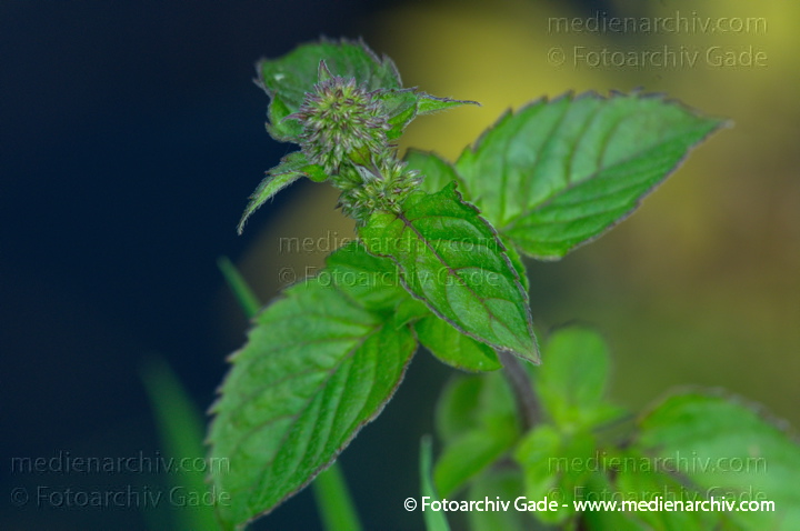 Minzen. Menths
28.  7. 2012. Brandenburg. Vehlefanz. Flora. Pflanzen. Pfefferminz
Schlüsselwörter: 2012;Brandenburg;Flora;Mentha;Minzen;Natur;Pfefferminz;Pflanzen;plants;Vehlefanz