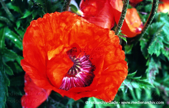 Klatschmohn (Papaver rhoeas) auch Mohnblume
Juni 1997.  Flora Pflanzen. Blume Mohngewächse Klatsch-Mohn (Papaver rhoeas) . Mohngewächse (Papaveraceae). Rote Blüten
Schlüsselwörter: 1997;Blüte;Flora;Klatsch-Mohn;Mohn;Mohngewächse;Papaver rhoeas;Pflanzen;plants