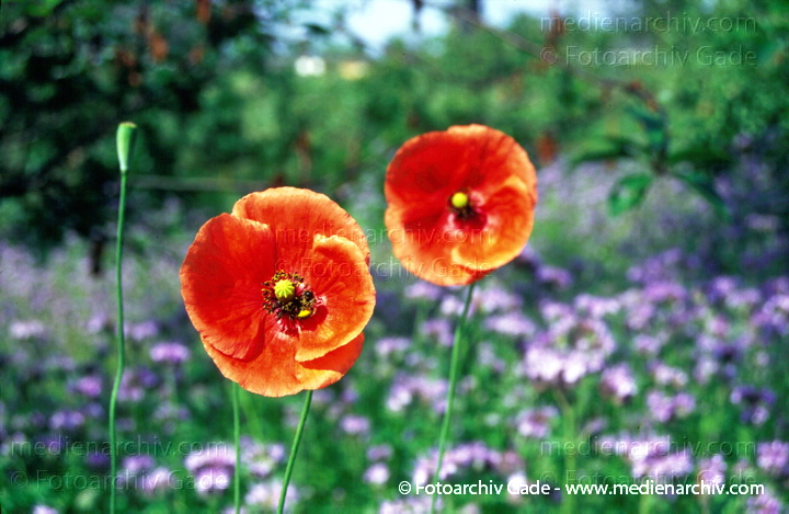 Klatschmohn (Papaver rhoeas) auch Mohnblume
Juni 1997.  Flora Pflanzen. Blume Mohmgewächse Flora Pflanzen. Blume Mohngewächse Klatsch-Mohn (Papaver rhoeas) . Mohngewächse (Papaveraceae). Rote Blüten
Schlüsselwörter: 1997;Blüte;Flora;Gift;Heilpflanze;Klatsch-Mohn;Mohn;Mohngewächse;Papaver rhoeas;Pflanzen;plants