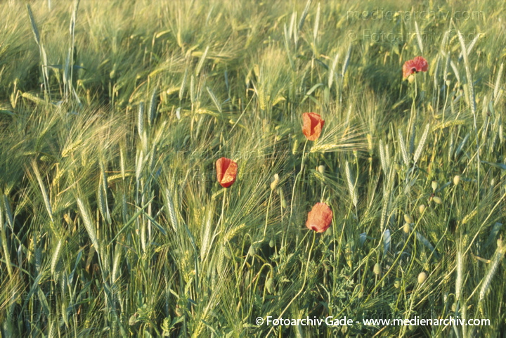 Mai Ketzin.  Mohngewächse. Weizenfeld. Klatsch-Mohn. Papaver rhoeas. Mohngewächse. Papaveraceae. Rote Blüten
Mai 1998.  Brandenburg. Ketzin. Flora Pflanzen. Mohngewächse. Weizenfeld. Klatsch-Mohn (Papaver rhoeas) . Mohngewächse (Papaveraceae). Rote Blüten
Schlüsselwörter: 1998;Blüte;Brandenburg;Flora;Ketzin;Klatsch-Mohn;Mohn;Mohngewächse;Papaver rhoeas;Pflanzen;plants
