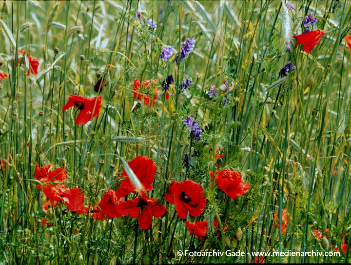 Klatschmohn (Papaver rhoeas) auch Mohnblume
Juni 1999.   Brandenburg. Flora Pflanzen. Blume Mohngewächse Klatsch-Mohn (Papaver rhoeas) . Mohngewächse (Papaveraceae). Rote Blüten
Schlüsselwörter: 1999;Blüte;Flora;Gift;Heilpflanze;Klatsch-Mohn;Mohn;Mohngewächse;Papaver rhoeas;Pflanzen;plants