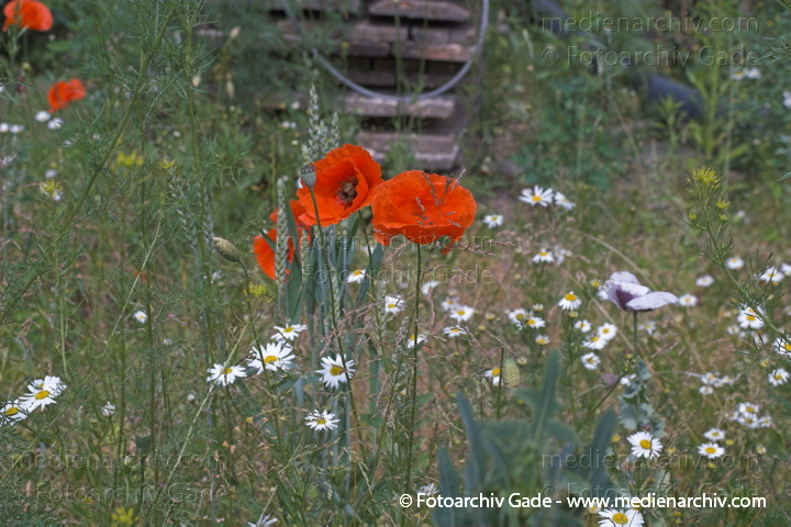 Klatschmohn (Papaver rhoeas) auch Mohnblume
Juni 2005.  Mecklenburg-Vorpommern. Carwitz. Flora Pflanzen. Blume Klatsch-Mohn (Papaver rhoeas) . Mohngewächse (Papaveraceae). Rote Blüten
Schlüsselwörter: 2005;Flora;Mecklenburg-Vorpommern;Mohn;Pflanzen;plants
