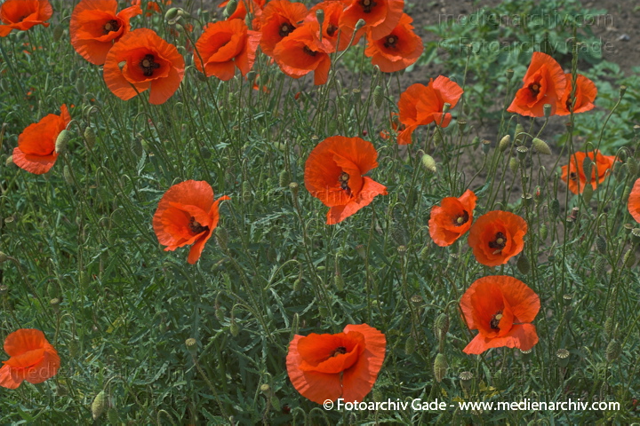 Klatschmohn (Papaver rhoeas) auch Mohnblume
Juni 2005.  Mecklenburg-Vorpommern. Carwitz. Flora Pflanzen. Blume Klatsch-Mohn (Papaver rhoeas) . Mohngewächse (Papaveraceae). Rote Blüten
Schlüsselwörter: 2005;Blüte;Carwitz;Flora;Gift;Heilpflanze;Klatsch-Mohn;Mecklenburg-Vorpommern;Mohn;Mohngewächse;Papaver rhoeas;Pflanzen;plants