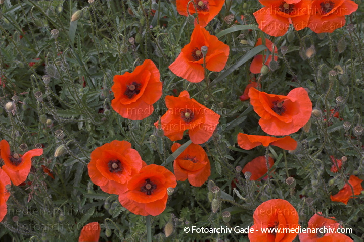 Klatschmohn (Papaver rhoeas) auch Mohnblume
Juni 2005.  Mecklenburg-Vorpommern. Carwitz. Flora Pflanzen. Blume Klatsch-Mohn (Papaver rhoeas) . Mohngewächse (Papaveraceae). Rote Blüten
Schlüsselwörter: 2005;Flora;Mecklenburg-Vorpommern;Mohn;Pflanzen;plants