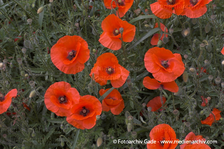 Klatschmohn (Papaver rhoeas) auch Mohnblume
Juni 2005.  Mecklenburg-Vorpommern. Carwitz. Flora Pflanzen. Blume Klatsch-Mohn (Papaver rhoeas) . Mohngewächse (Papaveraceae). Rote Blüten
Schlüsselwörter: 2005;Flora;Mecklenburg-Vorpommern;Mohn;Pflanzen;plants