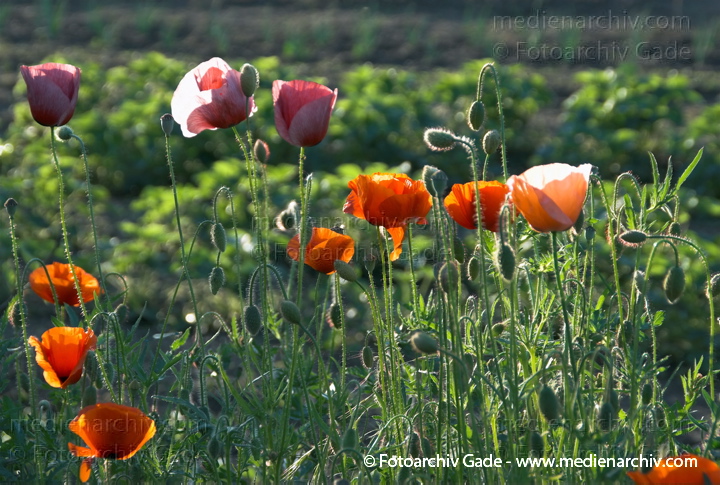 Klatschmohn (Papaver rhoeas) auch Mohnblume
2.  Juni 2008. Feldberger Seenlandschaft. Dreetzsee  bei Carwitz. Flora. Pflanzen. Blüten. Mohnblumen
Schlüsselwörter: 2008;Blüte;Carwitz;Feldberger Seenlandschaft;Flora;Gade, Thomas;Mecklenburg-Vorpommern;Mohn;Pflanzen;plants