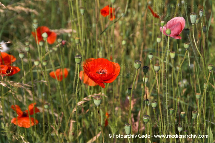 Klatschmohn (Papaver rhoeas) auch Mohnblume
2.  7. 2010. Mecklenburg-Vorpommern. Carwitz. Flora. Pflanzen. Klatsch-Mohn (Papaver rhoeas).   Mohngewächse (Papaveraceae). Rote Blüten.
Schlüsselwörter: 2010;Carwitz;Feldberger Seenlandschaft;Flora;Klatsch-Mohn;Mecklenburg-Vorpommern;Mohn;Mohnblume;Pflanzen;plants