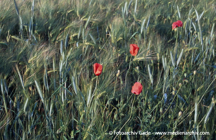 Roter Mohn im Getreidefeld. Brandenburg
1998.  Brandenburg. Roter Mohn im Getreidefeld. Flora. Pflanzen. Blüten. Landwirtschaft
Schlüsselwörter: 1998;Brandenburg;Feld;Flora;Germany;Getreidefeld;Mohn;Pflanzen;plants