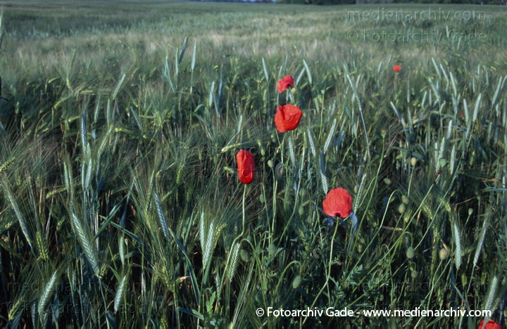 Roter Mohn im Getreidefeld. Brandenburg
1998.  Brandenburg. Roter Mohn im Getreidefeld. Flora. Pflanzen. Blüten. Landwirtschaft
Schlüsselwörter: 1998;Brandenburg;Feld;Flora;Germany;Getreidefeld;Mohn;Pflanzen;plants