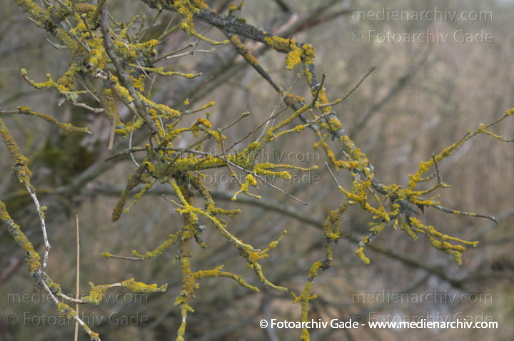 Brandenburg. Linum. Flora. Pflanzen. Moosflechten
23.  3. 2014. Brandenburg. Linum. Flora. Pflanzen. Moosflechten an Zweigen eines Baums.
Schlüsselwörter: 2014;Brandenburg;Flora;Linum;Moosflechten;Pflanzen