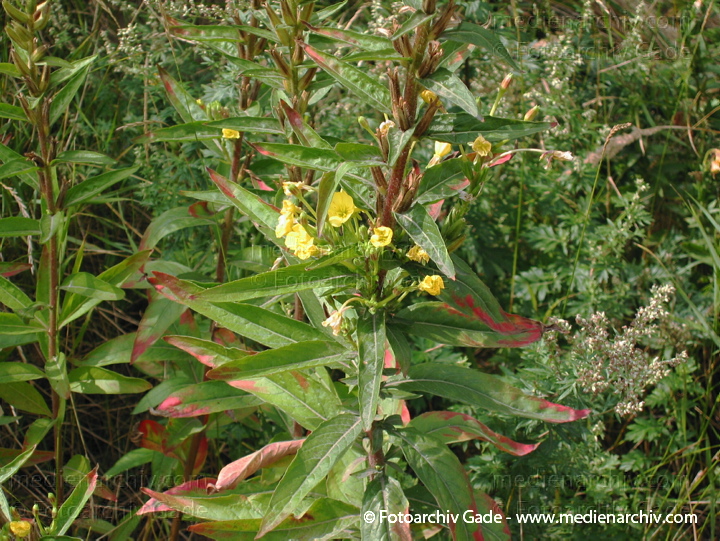 Nachtkerze. Oneothera spec.
10.  8. 2002. Berlin. Flora. Pflanzen. Nachtkerze (Oneothera spec.).   Nachtkerzengewächse (Onagraceae).
Schlüsselwörter: 2002;Berlin;Flora;Natur;Pflanzen;plants