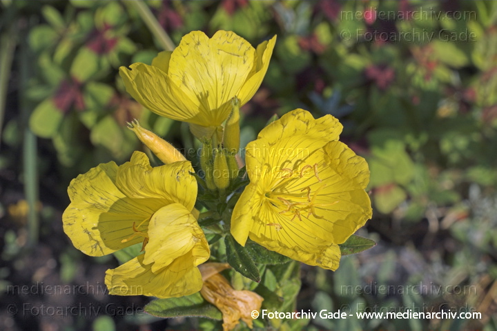 Flora Blüten Blätter Nachtkerzengewächse. Onagraceae. Langtag Gewöhnliche Nachtkerze. Oenothera biennis
25.  Juni 2005. Hemmoor. Pflanzen. Flora Blüten Blätter Nachtkerzengewächse (Onagraceae) Langtagpflanze. Gewöhnliche Nachtkerze (Oenothera biennis)
Schlüsselwörter: 2005;Blumen;Blätter;Blüte;Flora;Langtagpflanze;Nachtkerzengewächse;Natur;Onagraceae;Pflanzen;plants