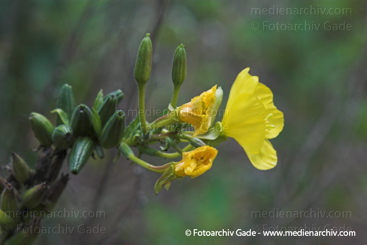 Nachtkerze. Oenothera agg.
August 2005.  Berlin. Flora. Pflanzen. Nachtkerze (Oenothera agg.).   Nachtkerzengewächse (Onagraceae).
Schlüsselwörter: Berlin;Blüte;Flora;Nachtkerze;Natur;Oenothera;Pflanzen;plants