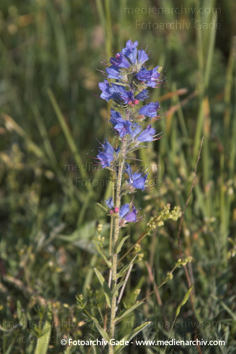 Gewöhnlicher Natterkopf in Blüte. Echium vulgare
20.  Juni 2005. Mecklenburg-Vorpommern. Carwitz. Flora. Pflanzen. Gewöhnlicher Natterkopf in Blüte. Echium vulgare. Blüten.
Schlüsselwörter: 2005;Flora;Gewöhnlicher Natterkopf;Mecklenburg-Vorpommern;Natur;Pflanzen;plants